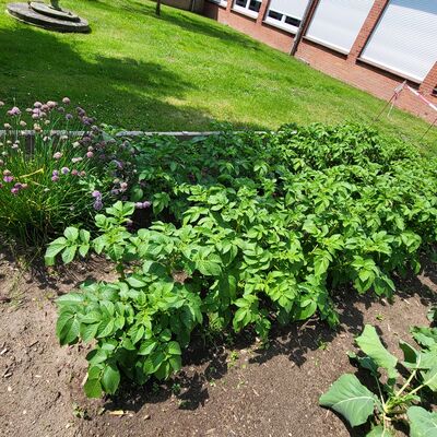 Bild vergrößern: Unser Schulgarten