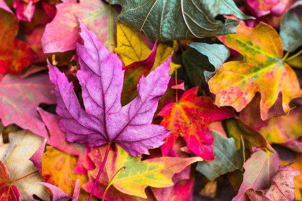 Bild vergr&ouml;&szlig;ern: Herbstferien