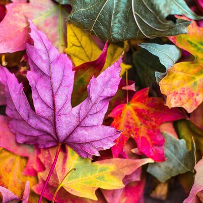 Herbstferien